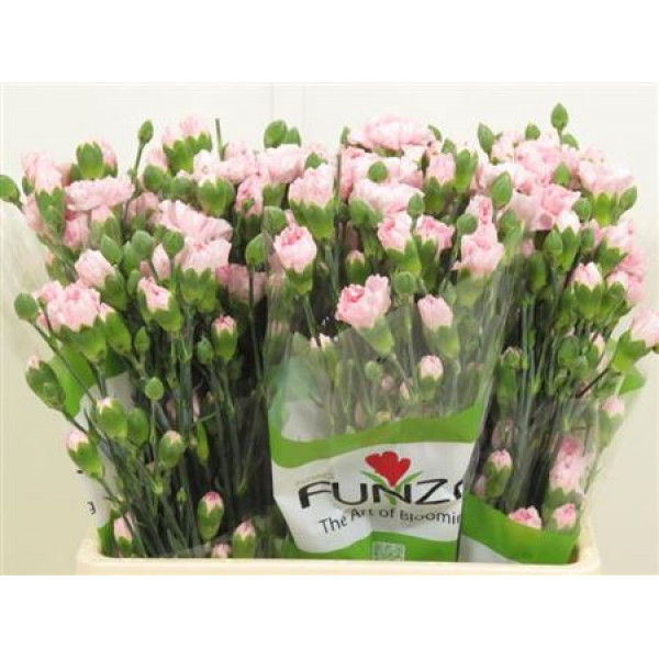 Dianthus Tr Roxanne Pink 65cm A1 Col-Green