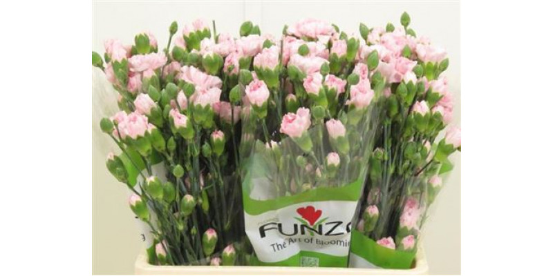 Dianthus Tr Roxanne Pink 65cm A1 Col-Green