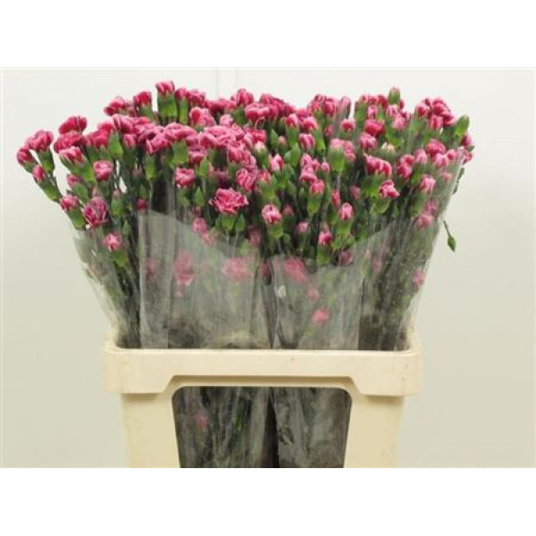 Dianthus Tr Tango Hi Select 65cm A1 Col-Green