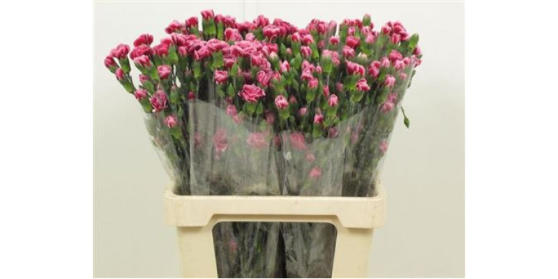 Dianthus Tr Tango Hi Select 65cm A1 Col-Green