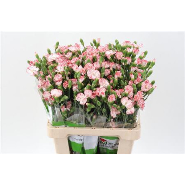 Dianthus Lala Fonzie X20 65cm A1 Col-Pink