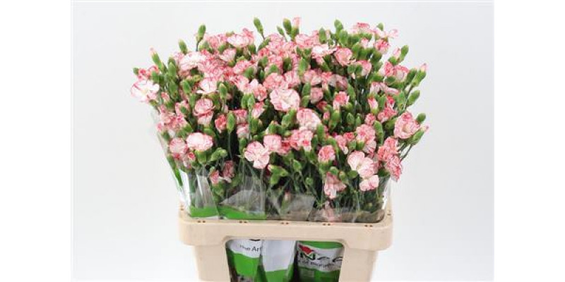 Dianthus Lala Fonzie X20 65cm A1 Col-Pink