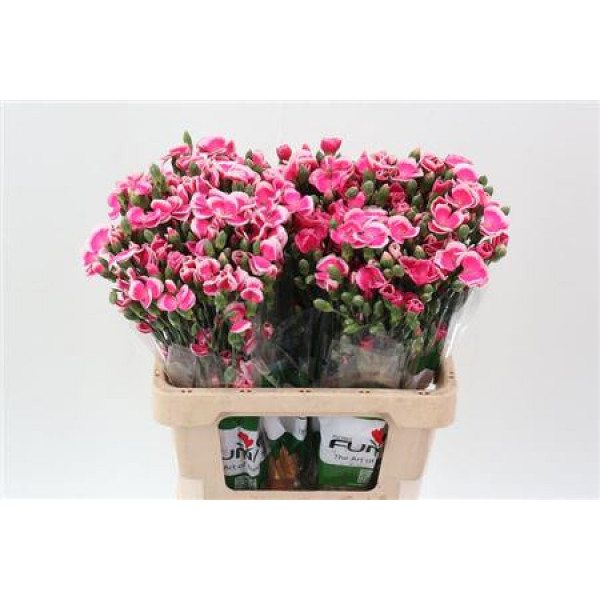 Dianthus Lala Sabor X20 65cm A1 Col-Pink