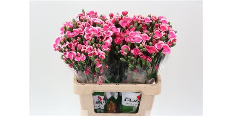 Dianthus Lala Sabor X20 65cm A1 Col-Pink