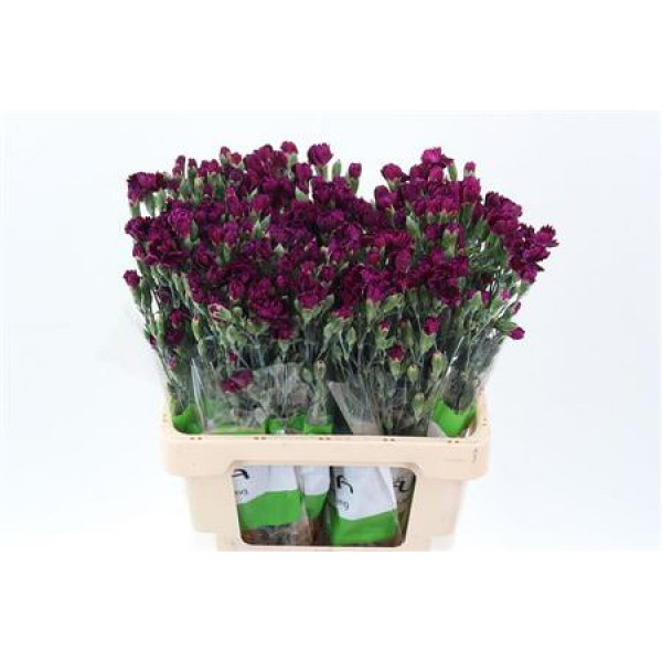 Dianthus Liliput Forever 65cm A1 Col-Pink