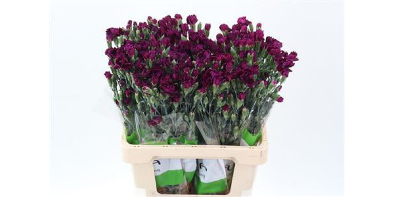 Dianthus Liliput Forever 65cm A1 Col-Pink