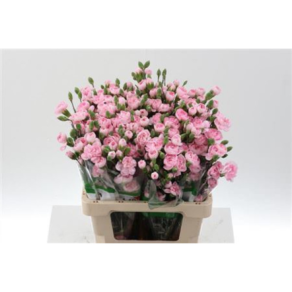 Dianthus Tr Athena X5 65cm A1 Col-Pink