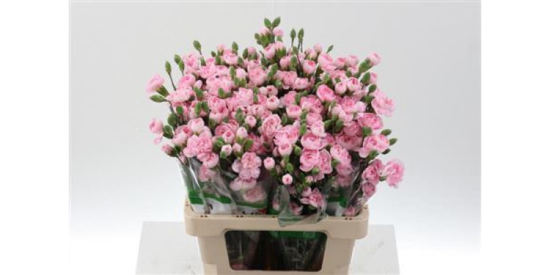 Dianthus Tr Athena X5 65cm A1 Col-Pink