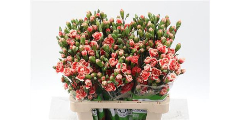 Dianthus Tr Balada Select 65cm A1 Col-Pink