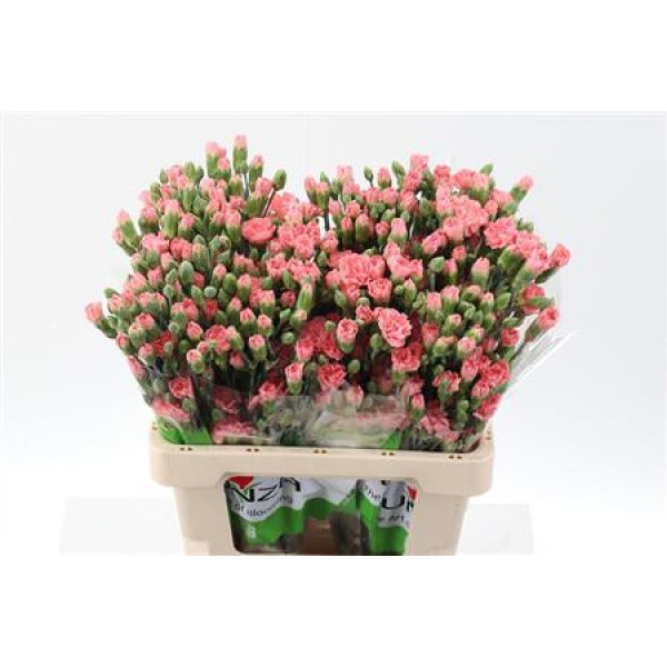 Dianthus Tr Abenico Select 65cm A1 Col-Pink