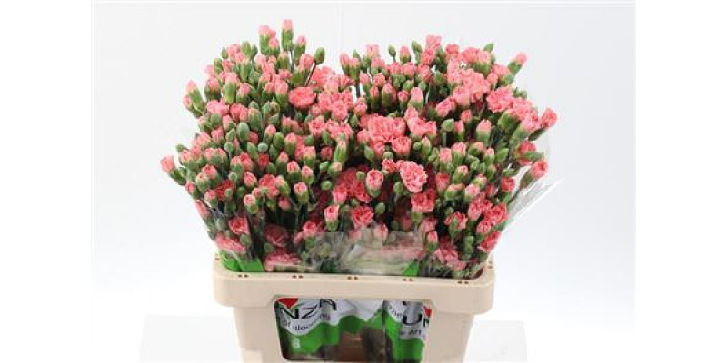 Dianthus Tr Abenico Select 65cm A1 Col-Pink