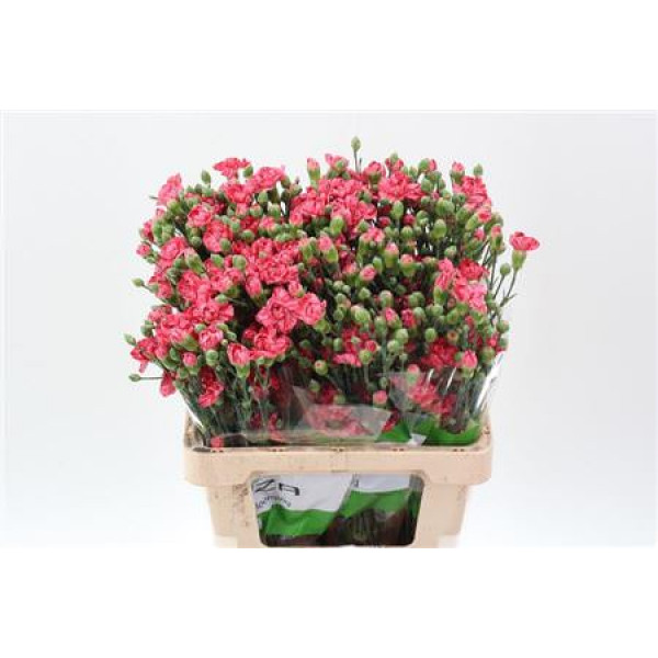 Dianthus Tr Eden Select 65cm A1 Col-Pink