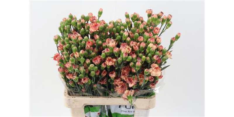 Dianthus Tr Haloween 65cm A1 Col-Pink