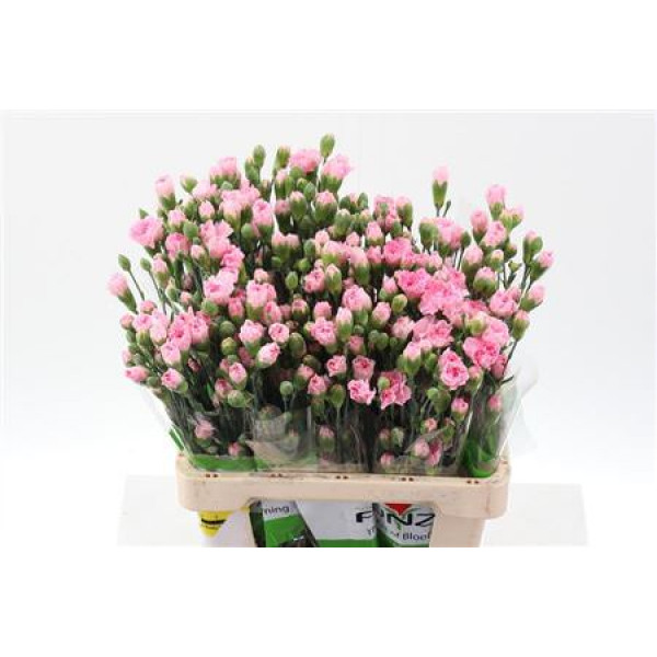 Dianthus Tr Roxanne Select X5 65cm A1 Col-Pink