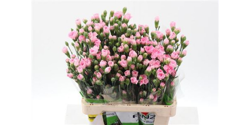 Dianthus Tr Roxanne Select X5 65cm A1 Col-Pink