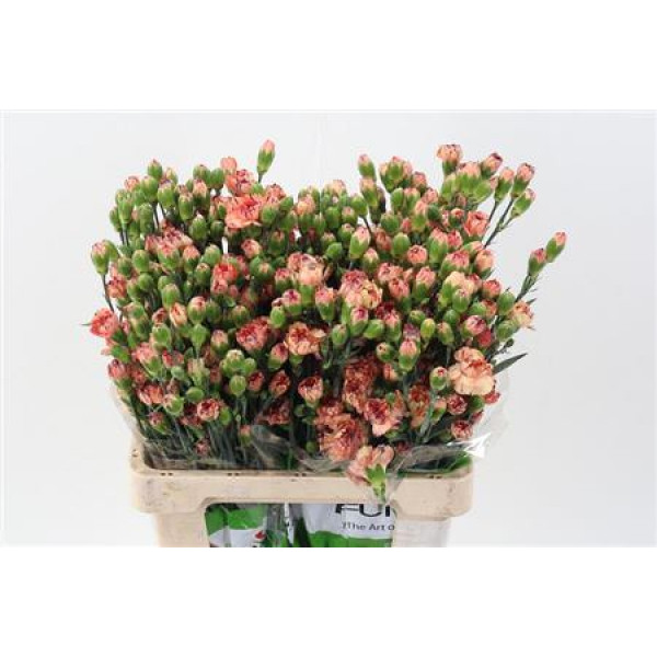 Dianthus Tr Haloween 65cm A1 Col-Pink