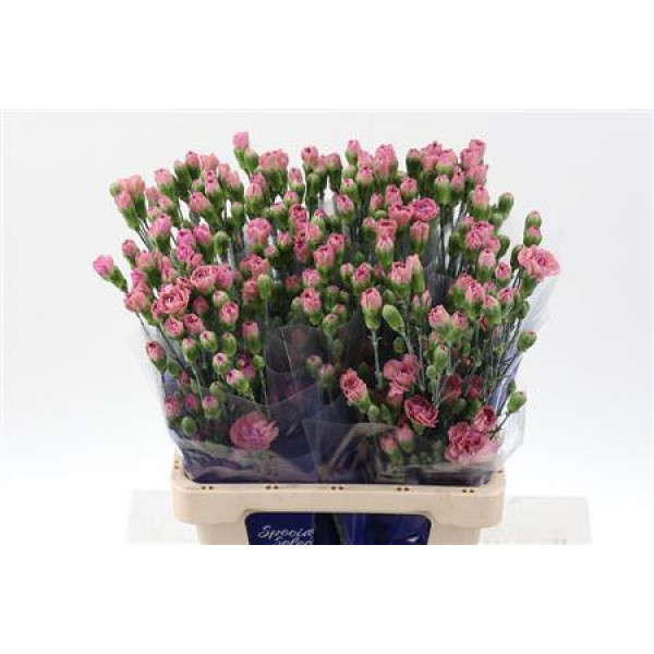 Dianthus Tr Mocca Sweet Hi Select 65cm A1 Col-Pink