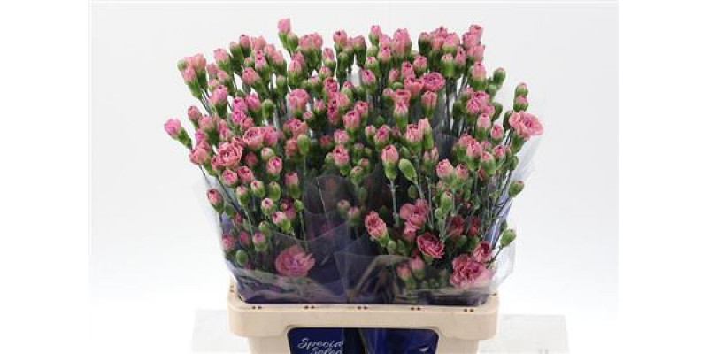 Dianthus Tr Mocca Sweet Hi Select 65cm A1 Col-Pink