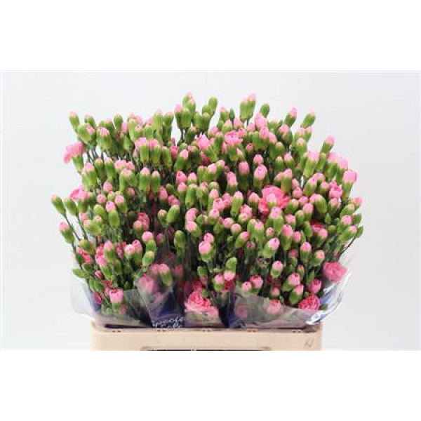 Dianthus Tr Pink Pigeon Hi Select 65cm A1 Col-Pink