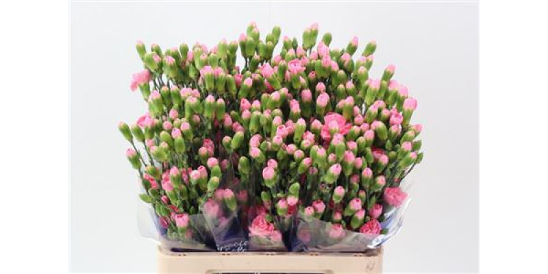 Dianthus Tr Pink Pigeon Hi Select 65cm A1 Col-Pink