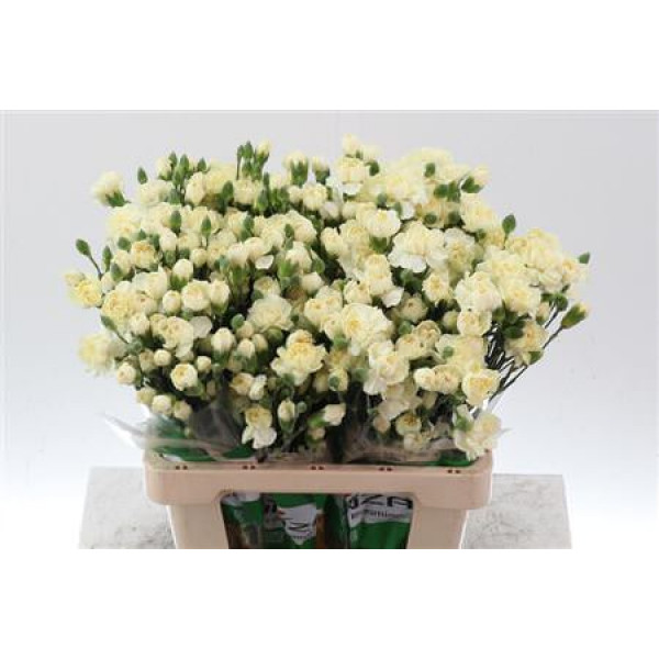 Dianthus Tr Tayrona Creme Select 65cm A1 Col-Pink