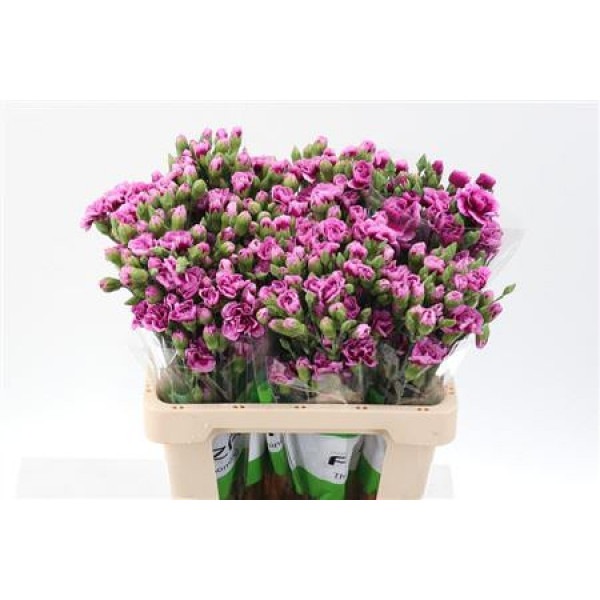 Dianthus Tr Amyle Select 65cm A1 Col-Pink