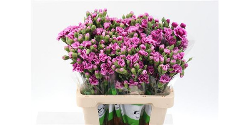 Dianthus Tr Amyle Select 65cm A1 Col-Pink