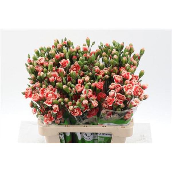 Dianthus Tr Balada Select 65cm A1 Col-Pink