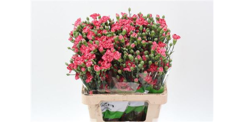 Dianthus Tr Eden Select 65cm A1 Col-Pink