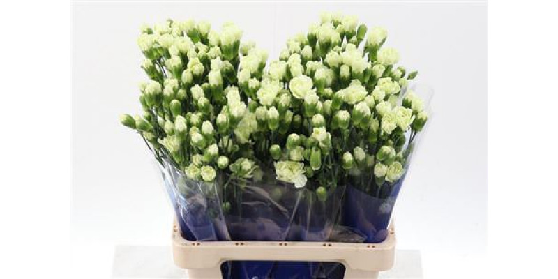 Dianthus Tr Tuparro Green Select Hi 65cm A1 Col-Pink