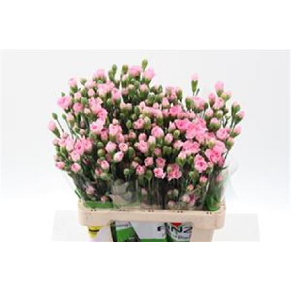 Dianthus Tr Roxanne Select 65 A1Pink