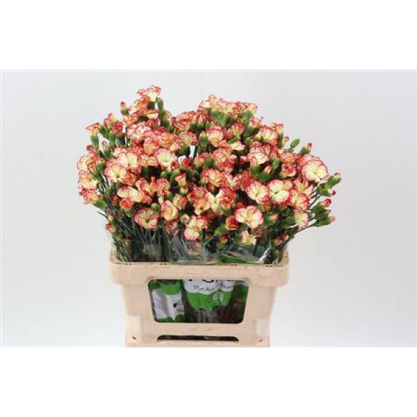 Dianthus Symply Cocket Suus X20 65cm A1