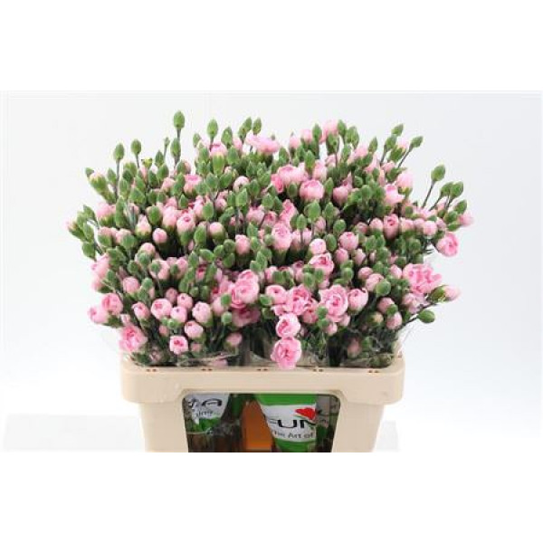 Dianthus Tr Athena Select 65cm A1