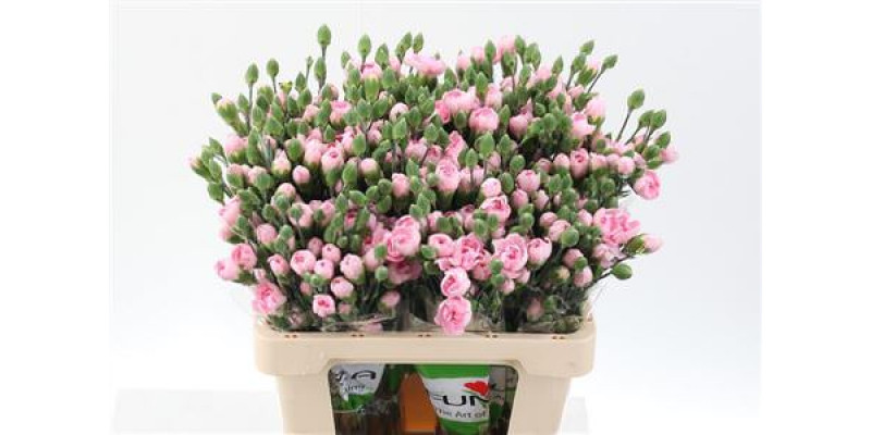 Dianthus Tr Athena Select 65cm A1