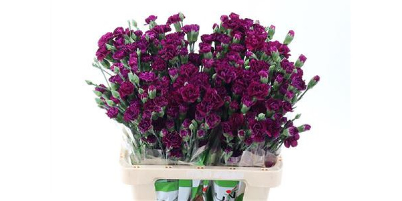 Dianthus Tr Epsilon Select 65cm A1