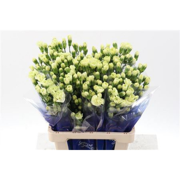 Dianthus Tr Jade Green Select Hi 65cm A1