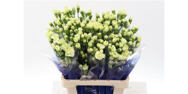 Dianthus Tr Jade Green Select Hi 65cm A1