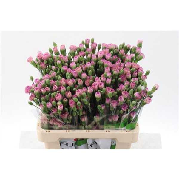 Dianthus Tr Mocca Sweet Select 65cm A1