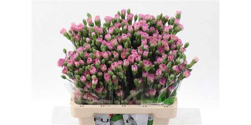 Dianthus Tr Mocca Sweet Select 65cm A1