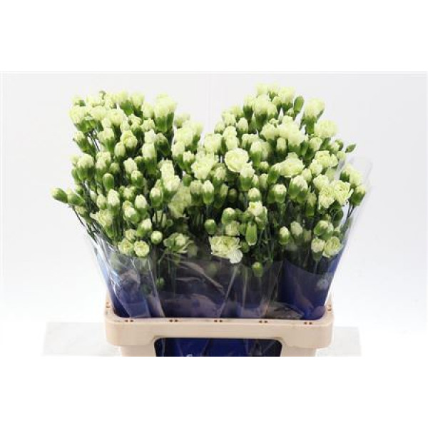 Dianthus Tr Tuparro Green Select Hi 65cm A1