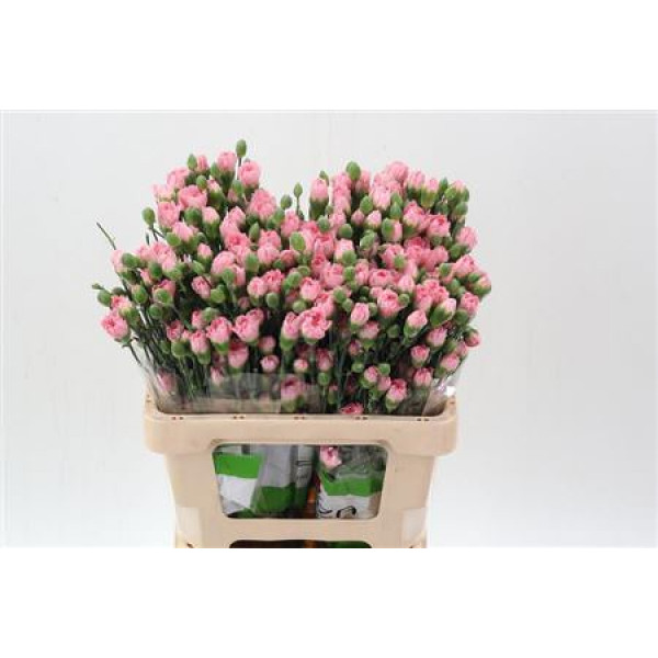 Dianthus Tr Academy Select 65cm A1