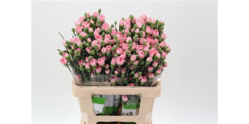 Dianthus Tr Academy Select 65cm A1