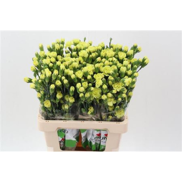 Dianthus Tr Bamboo Select 65cm A1