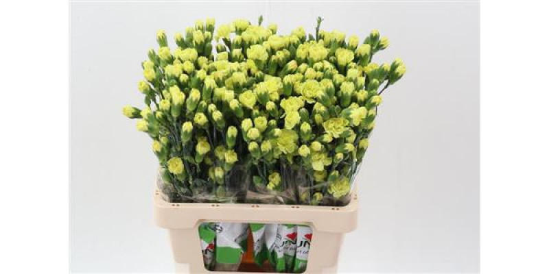 Dianthus Tr Bamboo Select 65cm A1