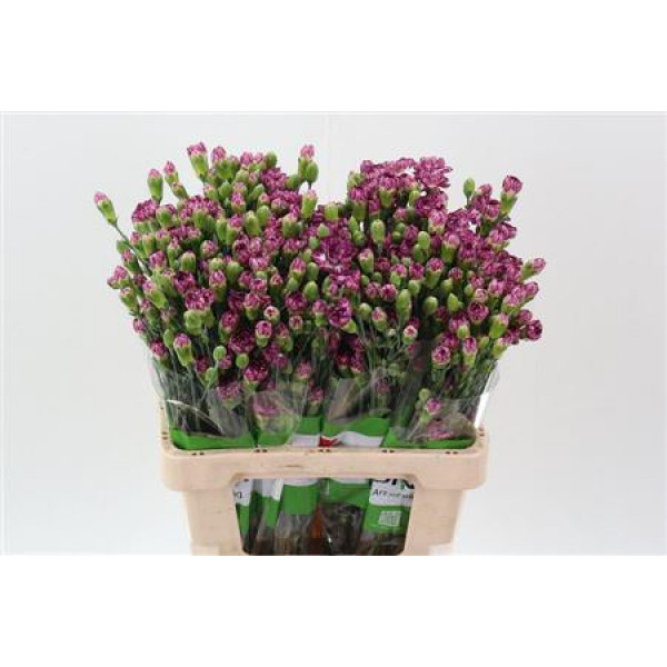 Dianthus Tr Circus 65cm A1