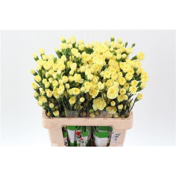 Dianthus Tr Dino Select 65cm A1