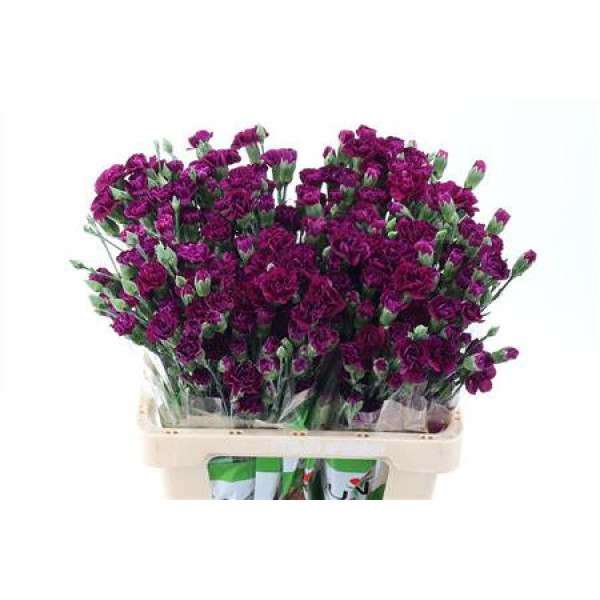 Dianthus Tr Epsilon Select 65cm A1