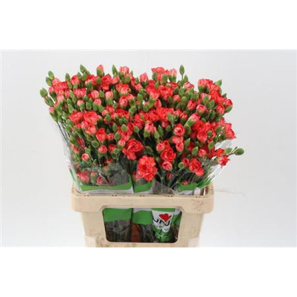 Dianthus Tr Fire Flame Select 65cm A1