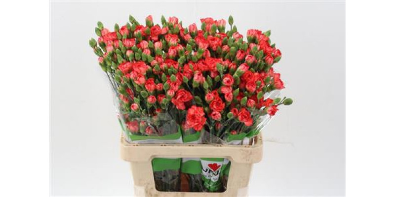 Dianthus Tr Fire Flame Select 65cm A1