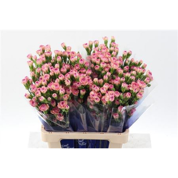 Dianthus Tr Jester Select Hi 65cm A1